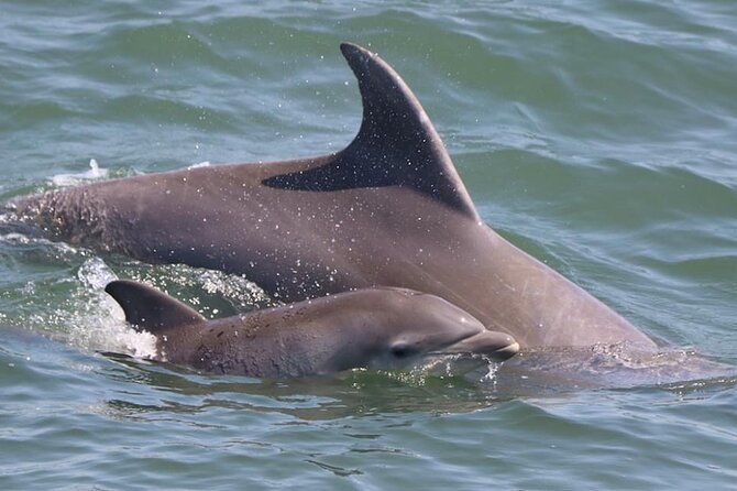Dolphin and Bird Watching Ecotour Cruise - Food and Drink Options for Different Times of Day