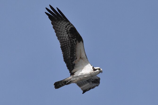 Dolphin and Bird Watching Ecotour Cruise - Booking and Flexibility with Cancellation Policy