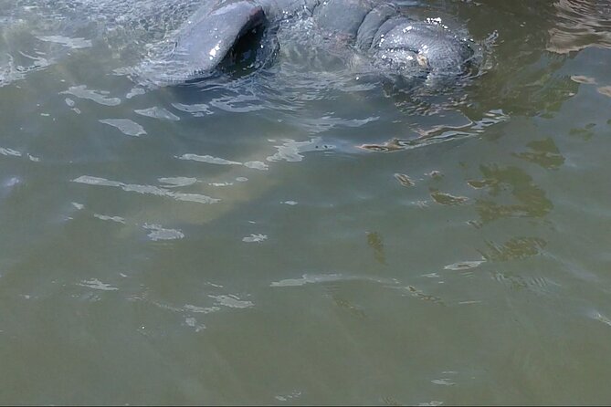 Dolphin and Manatee Adventure Tour of Merritt Island - The Best Time to Book: Morning or Afternoon?