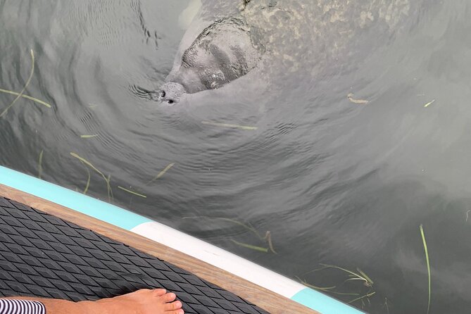 Dolphin and Manatee Adventure tour of Osprey with Florida History - What’s Included and What to Bring