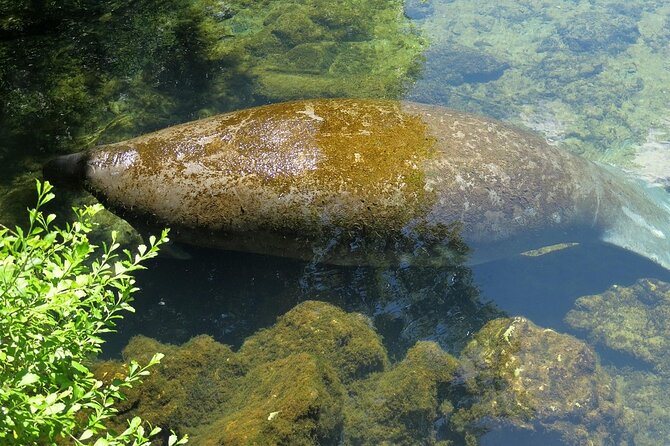 Dolphin and Manatee Boat Tour from Cocoa Beach and Port Canaveral - Who Will Enjoy This Tour?