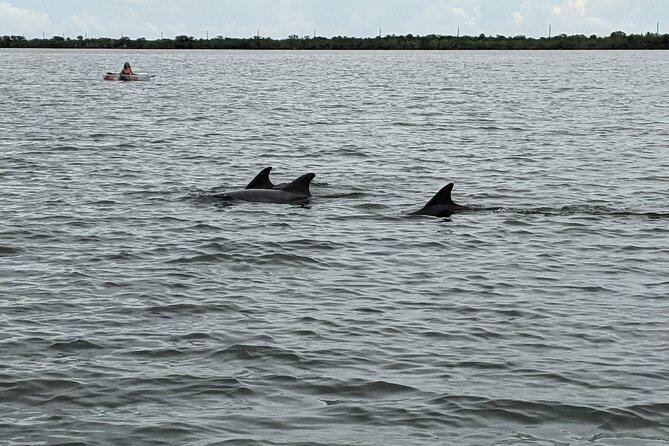 Dolphin and Manatee Clear Kayak or Paddleboard Tour - Meeting Location and Logistics at Cocoa Beach