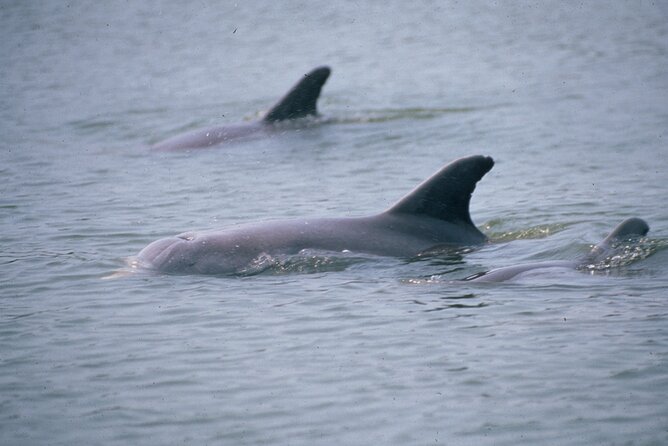 Dolphin and Manatee Clear Kayak or Paddleboard Tour - Frequently Asked Questions