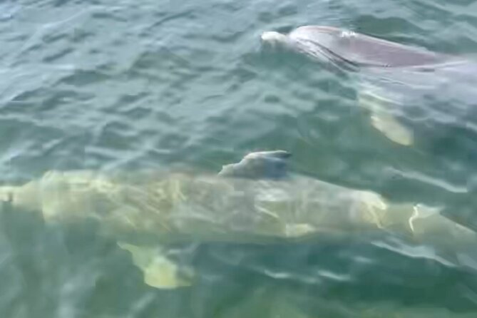 Dolphin and Manatee Kayak and SUP Adventure Tour of Cocoa Beach - High-Quality Equipment and Safety Measures