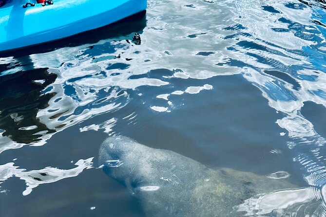 Dolphin and Manatee Kayak and SUP Adventure Tour of Cocoa Beach - The Role of the Guide and Local Stories