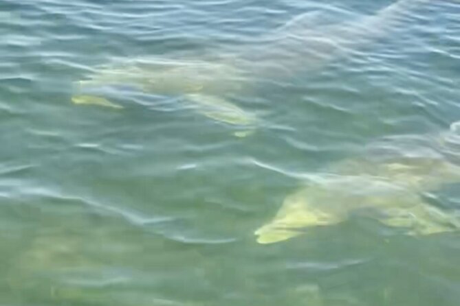 Dolphin and Manatee Kayak and SUP Adventure Tour of Cocoa Beach - Wildlife Sightings: Dolphins, Manatees, and Birds