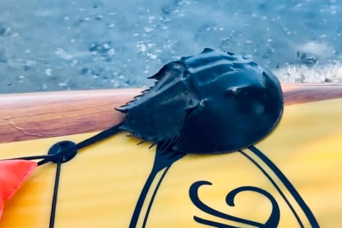 Dolphin and Manatee Kayak and SUP Adventure Tour of Cocoa Beach - Family-Friendly Experience and Leisurely Pace