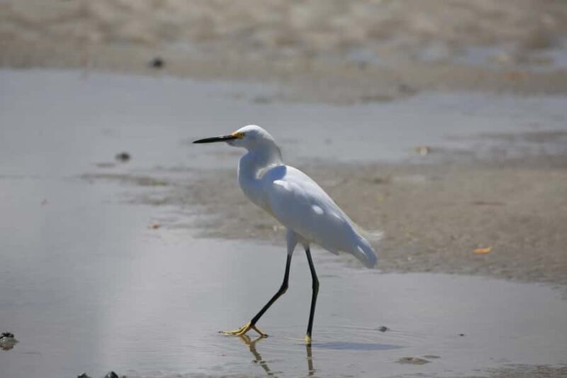 Dolphin and Manatee Kayak Tour - Discover the Dolphin and Manatee Kayak Tour in Florida
