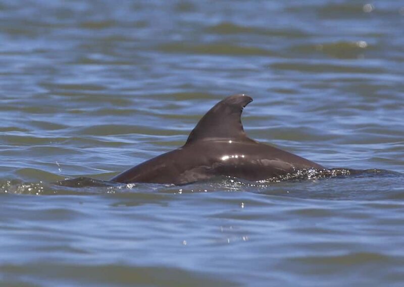 Dolphin and Manatee Kayak Tour - Key Points