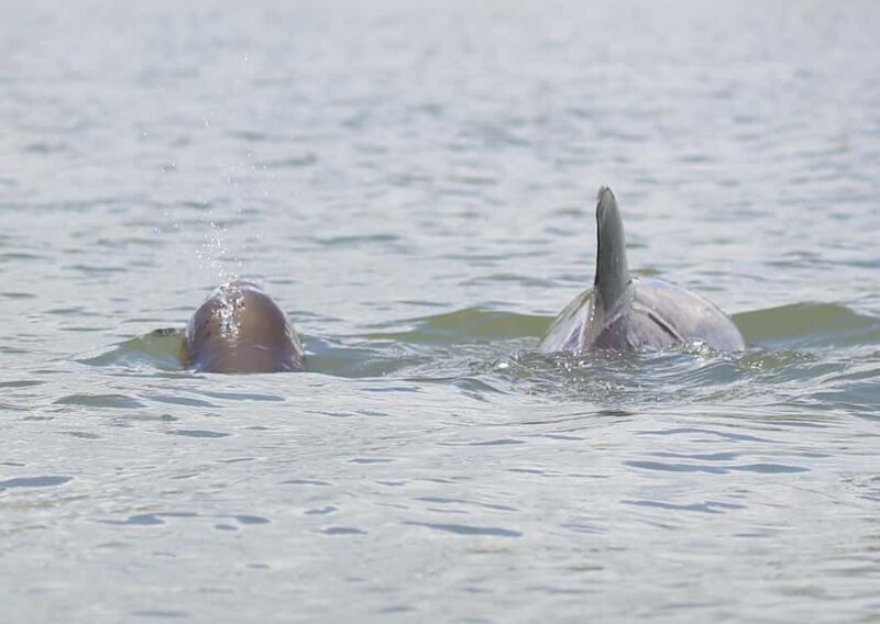 Dolphin and Manatee Kayak Tour - Guided Kayaking in the North Indian River Lagoon