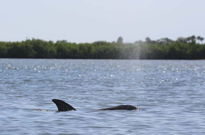 Dolphin and Manatee Kayak Tour - Group Size and Tour Flexibility