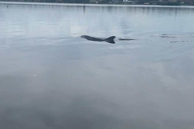 Dolphin and Manatee Tour of Marco Island by Kayak or SUP - The Starting Point and How the Tour Begins