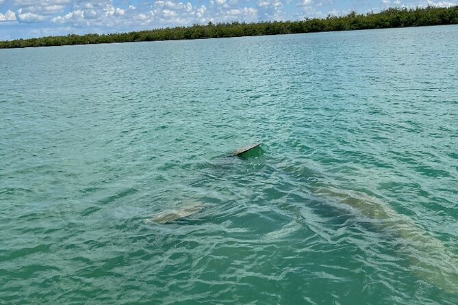 Dolphin and Manatee Tour of Marco Island by Kayak or SUP - Timing and Best Seasons for Wildlife Sightings