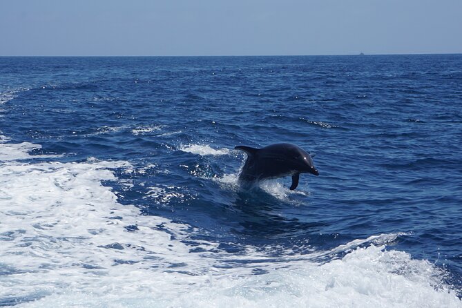 Dolphin and Sea Lion Tour of Catalina Island - Dive into Catalina Island’s Marine Wildlife on a Small-Group Tour