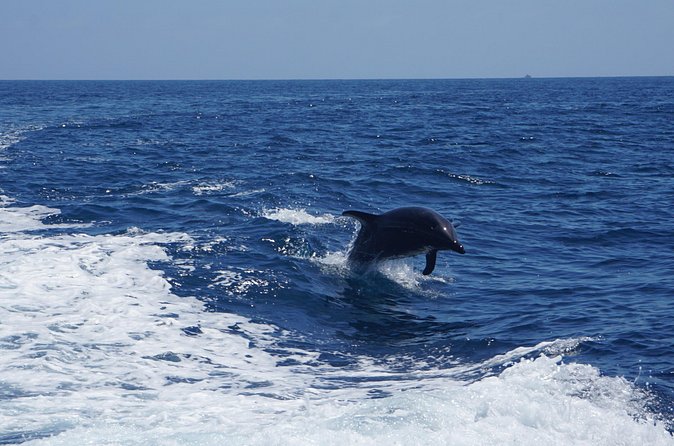 Dolphin and Sea Lion Tour of Catalina Island - A Guide Who Knows Catalina’s Marine Ecosystem Inside Out