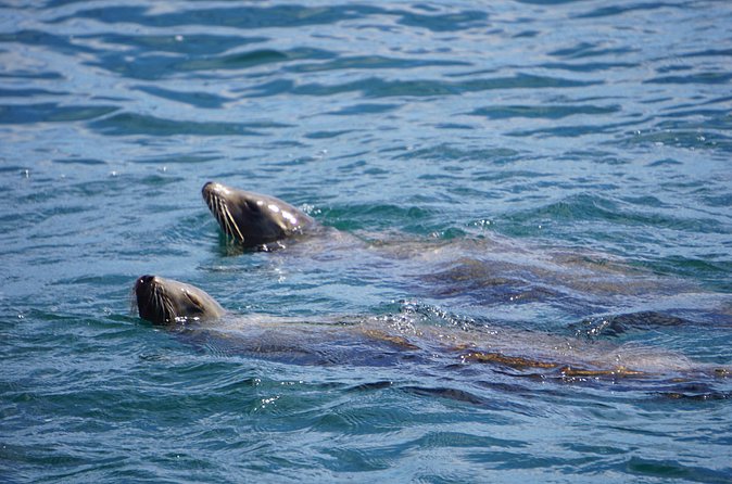 Dolphin and Sea Lion Tour of Catalina Island - The Experience of a Small-Group Marine Adventure