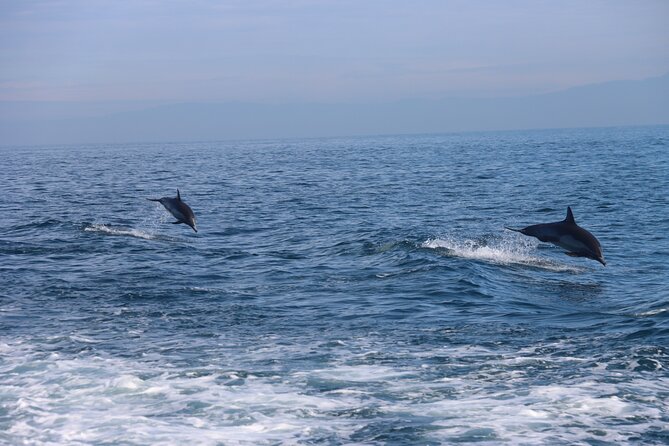 Dolphin and Sea Lion Tour of Catalina Island - Flexibility with Cancellation and Weather Considerations