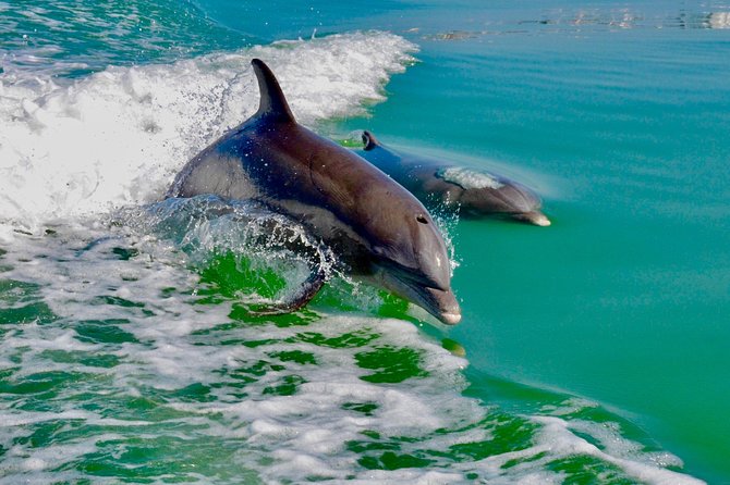 Dolphin and Shelling Cruise for up to 12 people - Logistics: Meeting Point and Group Size