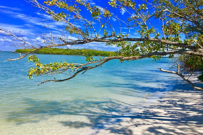 Dolphin and Shelling Cruise for up to 12 people - Price and What’s Included