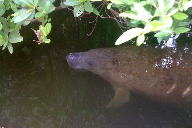Dolphin and Shelling Cruise Tour at Fort Myers Beach - Wildlife Viewing: Dolphins, Manatees, and More