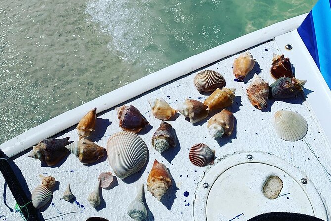 Dolphin and Shelling Cruise Tour at Fort Myers Beach - Comfort and Amenities on the Boat