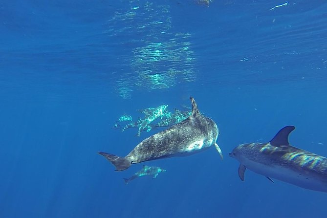 Dolphin and Whale Cruise in Puerto Rico, Gran Canaria - The Boat: Spirit of the Sea and Its Features