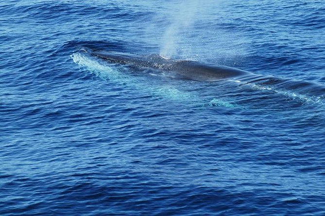 Dolphin and Whale Cruise in Puerto Rico, Gran Canaria - Wildlife Sightings and What to Expect