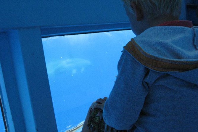 Dolphin and Whale Cruise in Puerto Rico, Gran Canaria - Sea Conditions and Safety Considerations