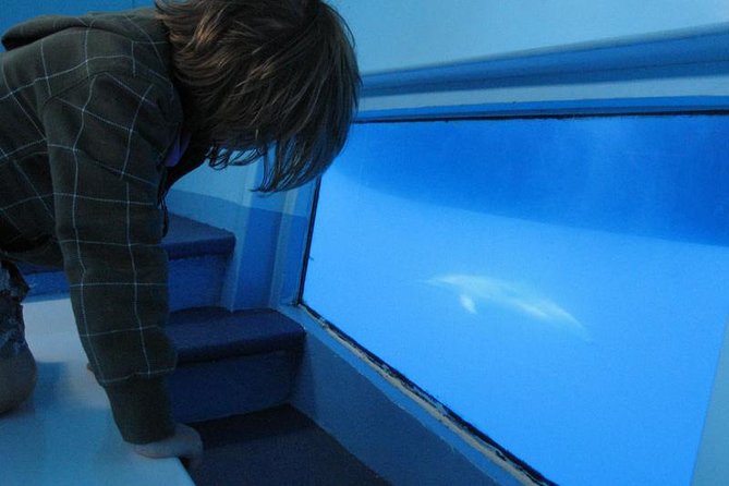 Dolphin and Whale Cruise in Puerto Rico, Gran Canaria - Customer Satisfaction and Common Feedback