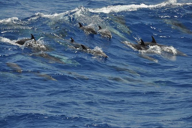 Dolphin and Whale Cruise in Puerto Rico, Gran Canaria - Cancellation and Flexibility