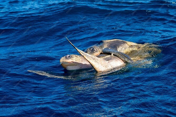 Dolphin and Whale Watching Boat Trip in Puerto Escondido - Flexible Trip Timing with Morning or Afternoon Departures