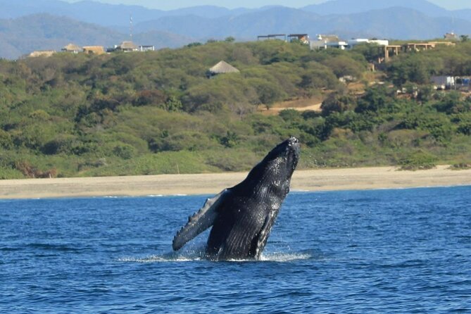 Dolphin and Whale Watching Boat Trip in Puerto Escondido - Value for Money in Marine Wildlife Tours