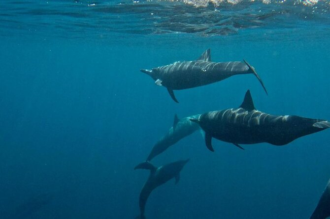 Dolphin and Whale Watching Boat Trip in Puerto Escondido - Booking Tips and Seasonal Considerations