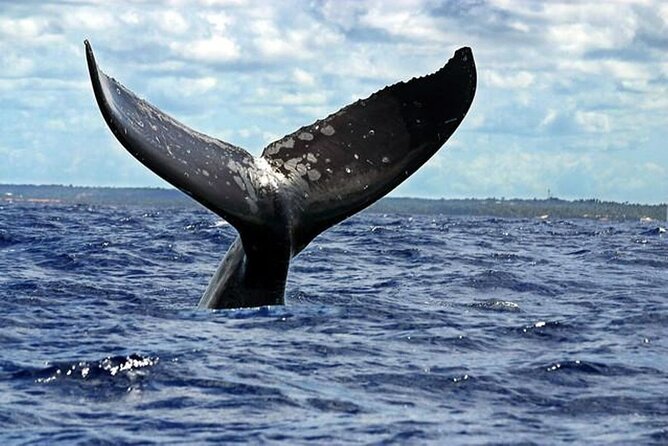 Dolphin and Whale Watching Boat Trip in Puerto Escondido - Who Will Enjoy This Tour Most