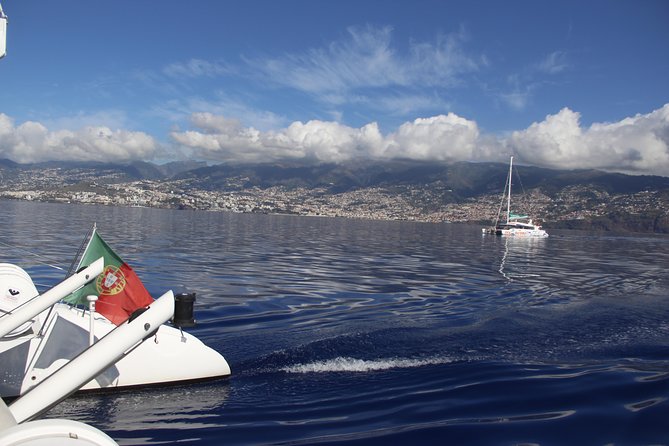 Dolphin and Whale Watching Catamaran Cruise from Funchal - Customer Experience and Overall Value