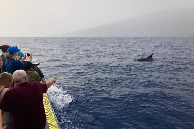 Dolphin and Whale Watching in La Restinga - Discover the Wonders of Marine Life on a Dolphin and Whale Watching Tour in La Restinga