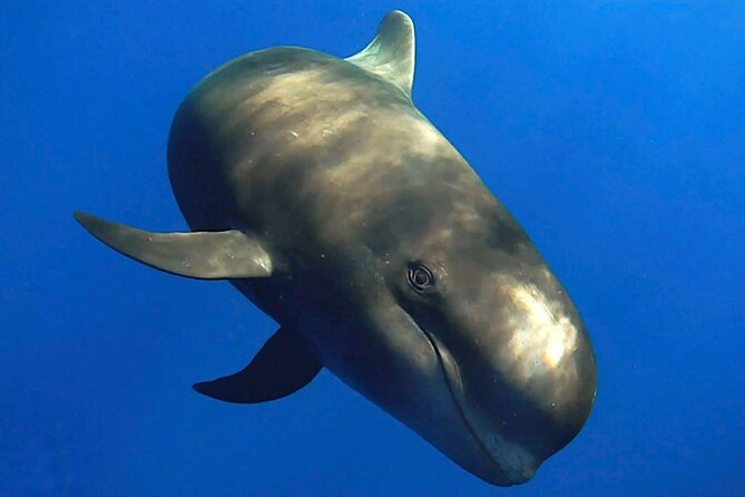 Dolphin and Whale Watching in La Restinga - Key Points