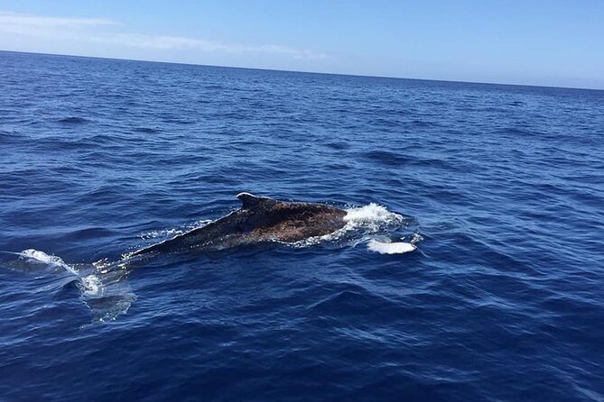Dolphin and Whale Watching in La Restinga - Exploring the Atlantic Waters Surrounding El Hierro
