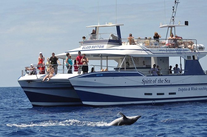 Dolphin and Whales watching cruise from Puerto Rico de Gran Canaria - Discover Marine Life with a Dolphin and Whale Watching Cruise from Puerto Rico