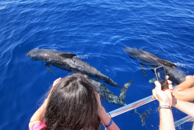 Dolphin and Whales watching cruise from Puerto Rico de Gran Canaria - Key Points