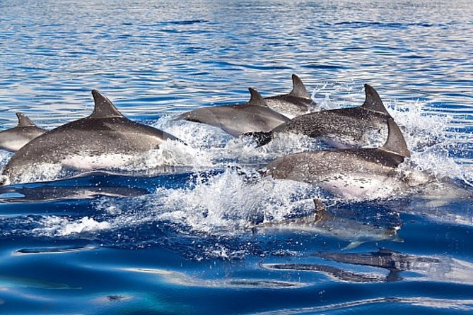 Dolphin and Whales watching cruise from Puerto Rico de Gran Canaria - How the Tour is Organized and the Departure Schedule