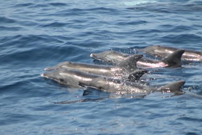 Dolphin and Whales watching cruise from Puerto Rico de Gran Canaria - Marine Animals and Sightings: What to Expect