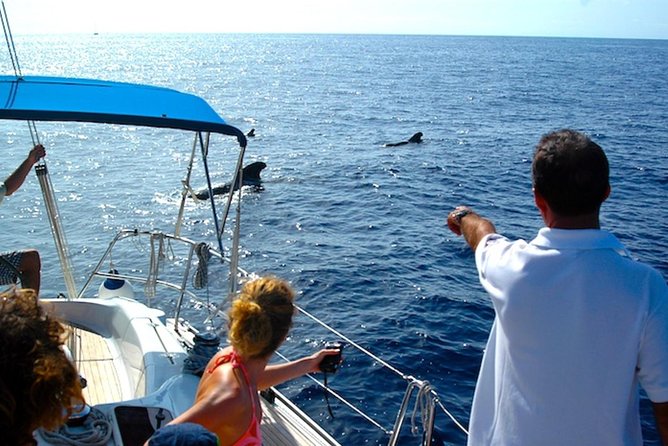 Dolphin and Whales watching cruise from Puerto Rico de Gran Canaria - Upgrading for a Longer Cruise and Swim Stop