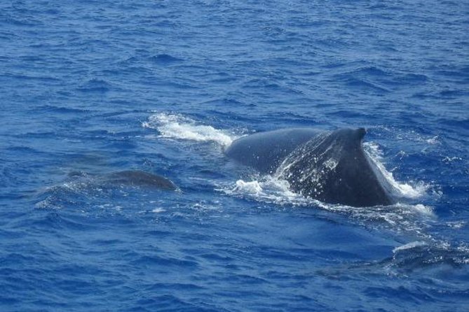 Dolphin and Whales watching cruise from Puerto Rico de Gran Canaria - The Crew’s Role and Passenger Experience