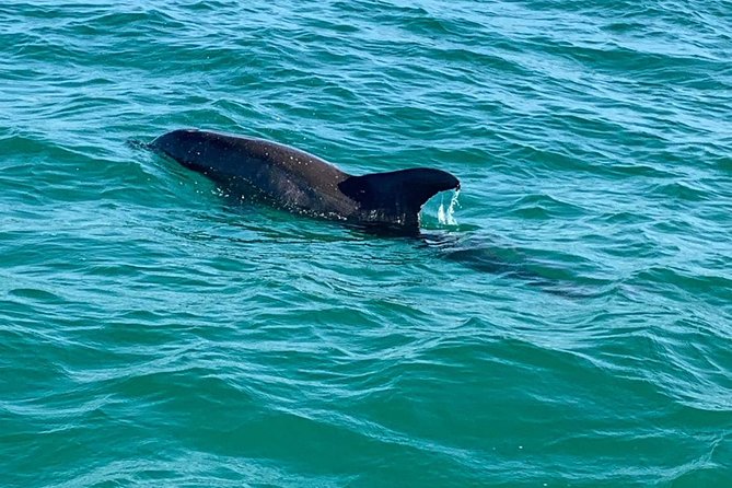 Dolphin Cruise in Destin FL - Frequently Asked Questions