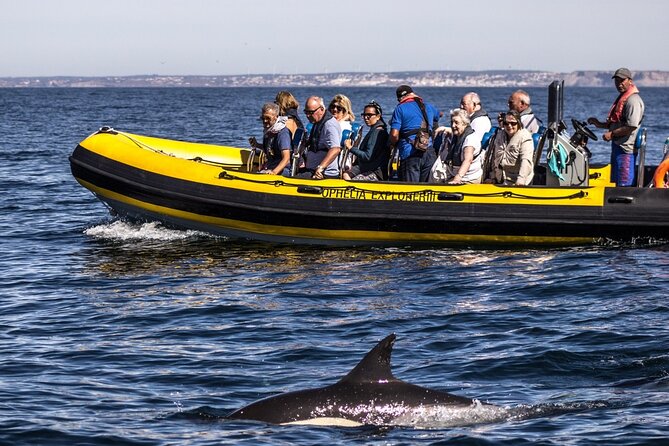 Dolphin Discovery - Visiting the Benagil Caves on a Speedboat
