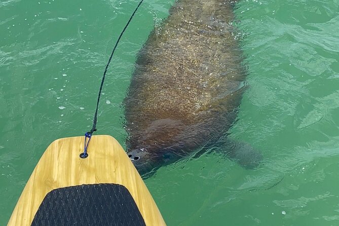 Dolphin, Manatee and Sea Turtle Adventure Tour of Bonita Springs - The Guide’s Role and Tour Pacing