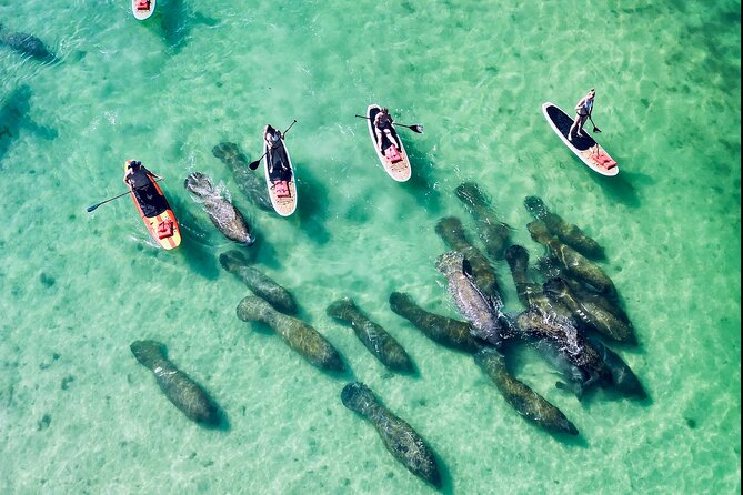 Dolphin, Manatee and Sea Turtle Adventure Tour of Bonita Springs - The Physical Level and Accessibility