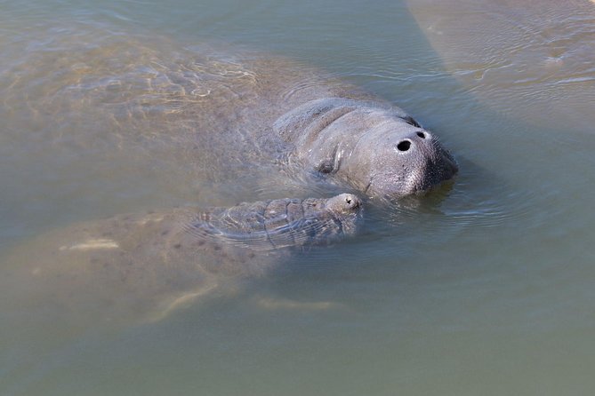 Dolphin & Manatee Kayaking Tour in Orlando Area - Key Points