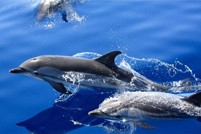 Dolphin Mini Cruise at Playa del Carmen - Opportunities to Swim and Snorkel in Crystal Waters